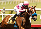 Champion She's a Tiger Retired Champion She's a Tiger Retired