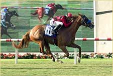 Shining Energy Tops Del Mar Oaks Shining Energy Tops Del Mar Oaks