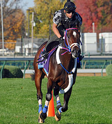 Majestic City Favored in Deep Juvenile Turf Majestic City Favored in Deep Juvenile Turf