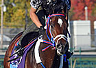 Majestic City Favored in Deep Juvenile Turf
