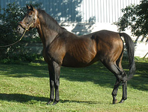 Grade III Winning Stallion Shotiche Dies Grade III Winning Stallion Shotiche Dies