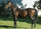 Grade III Winning Stallion Shotiche Dies Grade III Winning Stallion Shotiche Dies