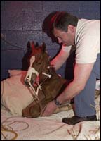 2001 Breeding Season Crisis: Many Mares Losing Foals; Links to Related Stories 2001 Breeding Season Crisis: Many Mares Losing Foals; Links to Related Stories