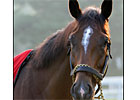 Sightseeing Seeks Travers Showdown with Street Sense