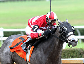 Significant Bling Ohio Horse of the Year Significant Bling Ohio Horse of the Year