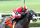 Significant Bling Ohio Horse of the Year Significant Bling Ohio Horse of the Year