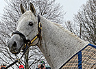 Silver Charm Settling In Well at Old Friends Silver Charm Settling In Well at Old Friends