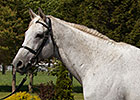 Silver Charm Pensioned, Returning to Kentucky Silver Charm Pensioned, Returning to Kentucky
