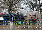 Old Friends to Receive Special Eclipse Award Old Friends to Receive Special Eclipse Award
