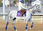 Silver Timber 4-1 for BC Turf Sprint