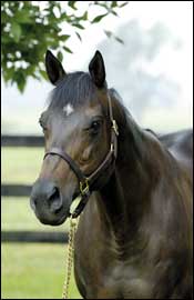 Silvery Swan Has Sterling Offspring Silvery Swan Has Sterling Offspring