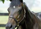 Silvery Swan Has Sterling Offspring