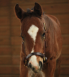 NY Sire Simmard Has First Reported Foal NY Sire Simmard Has First Reported Foal