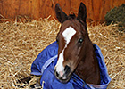 NY Sire Simmard Has First Reported Foal NY Sire Simmard Has First Reported Foal