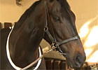Cox Plate Interview - Steve Farley
