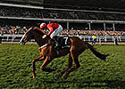 Sire de Grugy in Cheltenham 'Feel Good' Story Sire de Grugy in Cheltenham 'Feel Good' Story