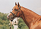 Sky Classic Pensioned at Pin Oak Sky Classic Pensioned at Pin Oak