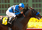 Sky Kingdom Returns to 1 1/2 Miles in Cougar Sky Kingdom Returns to 1 1/2 Miles in Cougar