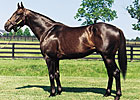 Slew City Slew, Sire of Lava Man, Dead Slew City Slew, Sire of Lava Man, Dead