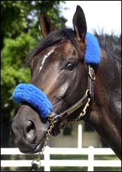 Slew's Tizzy's Trainer: The Facts on Fox Slew's Tizzy's Trainer: The Facts on Fox
