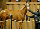 Slideshow: A. P. Indy's Last Yearlings Slideshow: A. P. Indy's Last Yearlings