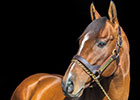 Slideshow: New Stallions of 2015 Slideshow: New Stallions of 2015
