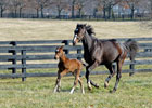 Slideshow: Rachel Alexandra & her Curlin Colt