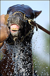 Smarty Jones a Hot 2-5 Favorite in Baltimore Smarty Jones a Hot 2-5 Favorite in Baltimore