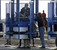Routine Day for Smarty Jones Includes Schooling in the Gate Routine Day for Smarty Jones Includes Schooling in the Gate