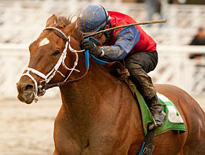 Smiling Tiger Roars From Last in San Carlos Smiling Tiger Roars From Last in San Carlos