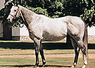 Champion Smoke Glacken Being Pensioned Champion Smoke Glacken Being Pensioned