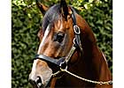 Group I Winner Snitzel Arrives at Arrowfield in Australia