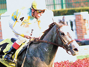 Grade II Winner Snow Dance Euthanized Grade II Winner Snow Dance Euthanized