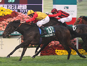 Snow Fairy Brilliant Again in Hong Kong Cup Snow Fairy Brilliant Again in Hong Kong Cup