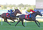 Snow Fairy Sensational in Irish Champion Snow Fairy Sensational in Irish Champion