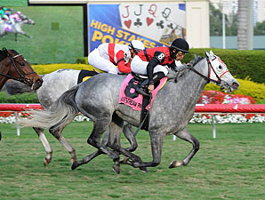 Graded Winner Snow Top Mountain Retired Graded Winner Snow Top Mountain Retired