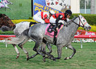 Graded Winner Snow Top Mountain Retired Graded Winner Snow Top Mountain Retired