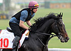So You Think to Stand at Coolmore Australia
