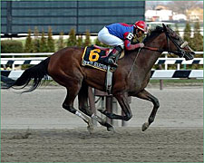 Society Selection's Big Move Wins Comely Society Selection's Big Move Wins Comely