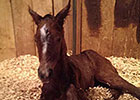 First Reported Soldat Foal Born in New Mexico First Reported Soldat Foal Born in New Mexico
