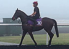 Dubai World Cup Horses Jog at Meydan Dubai World Cup Horses Jog at Meydan
