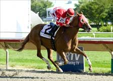 Solo Survivor Skims Rail in Matron Handicap Solo Survivor Skims Rail in Matron Handicap