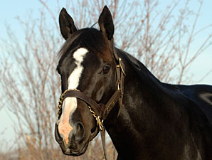Songster Back in Training Songster Back in Training