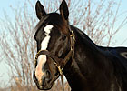 Songster Back in Training Songster Back in Training