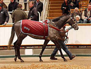 Record Median at Solid Tattersalls Sale Record Median at Solid Tattersalls Sale