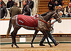 Record Median at Solid Tattersalls Sale Record Median at Solid Tattersalls Sale