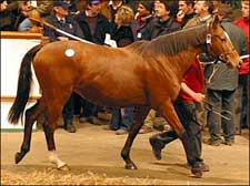 Dam of Speciosa Brings $3.8 Million at Tattersalls Dam of Speciosa Brings $3.8 Million at Tattersalls
