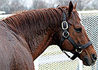 Slideshow: A Visit to WinStar Farm Slideshow: A Visit to WinStar Farm