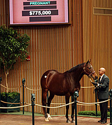 Spice Island Fetches $775,000 at Keeneland Spice Island Fetches $775,000 at Keeneland