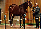 Spice Island Fetches $775,000 at Keeneland